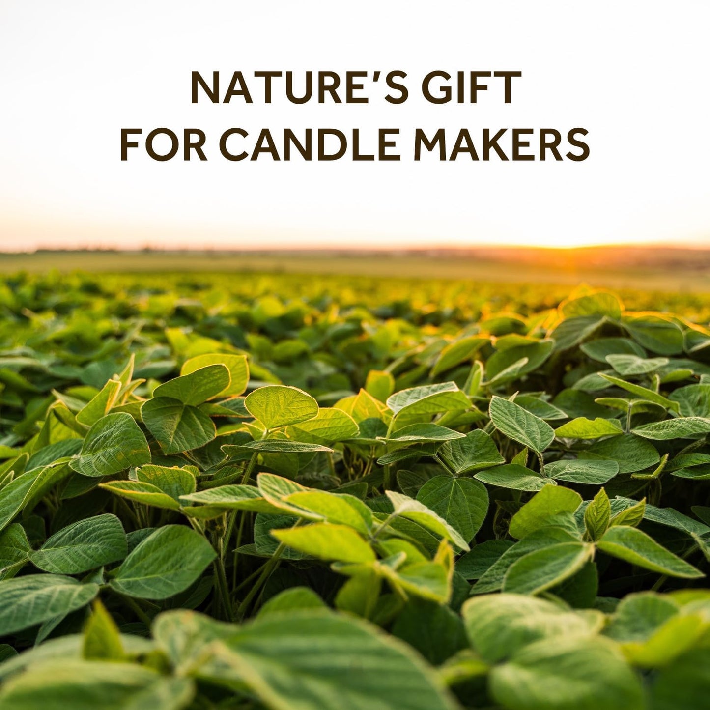 NORVENCE Soy Wax for Candle Making, Natural Soy Wax Flakes 10lb, Premium Candle Wax for DIY Candle Crafting